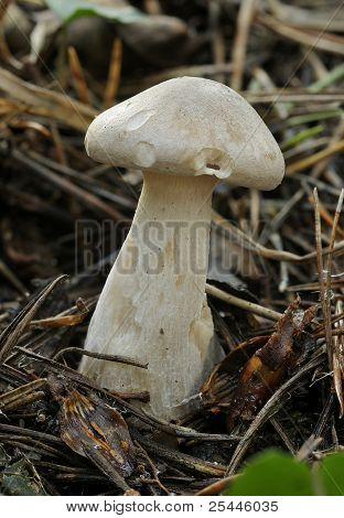 흐리게 Agaric 균 류