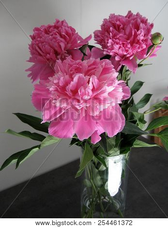 Beautiful Peonies In A Vase, Vintage Close Up Shot