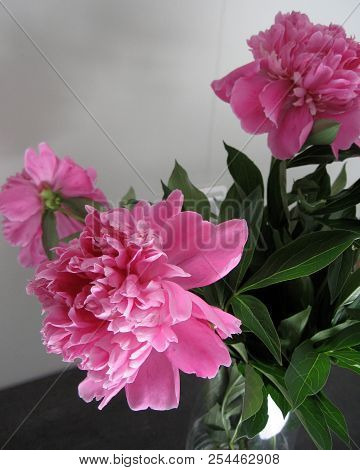Beautiful Peonies In A Vase, Vintage Close Up Shot