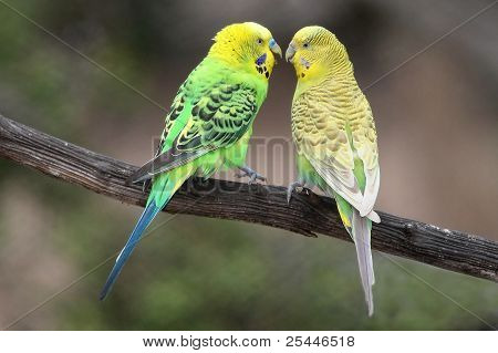 คู่ budgie