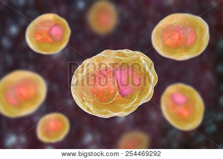 Chlamydia Trachomatis Bacteria, 3d Illustration Showing Reticulate Bodies Of Chlamydia Forming Intra