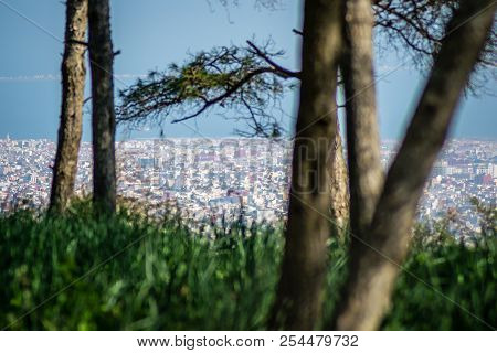 Day In The Forest