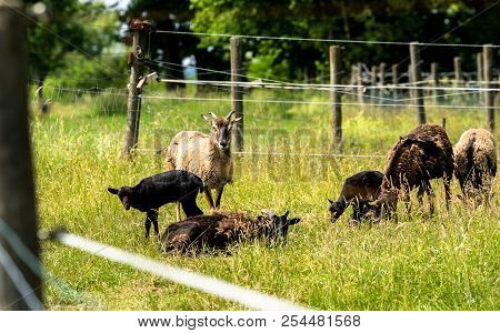 Herd Of Mouflons With Lambs On A Meadow On The Farm