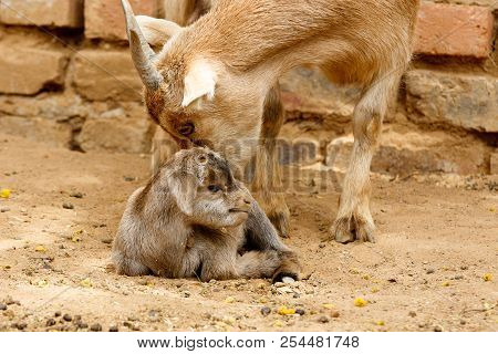 Mom Dwarf Goat Leaking Her Baby After Giving Birth