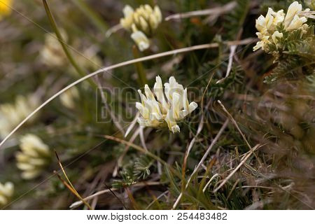 Flowers Of Field Locoweed (oxytropis Campestris) In The Austrian Alps.