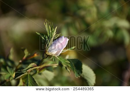 Sunlit Growing Pink Wildrose Bud On A Twig