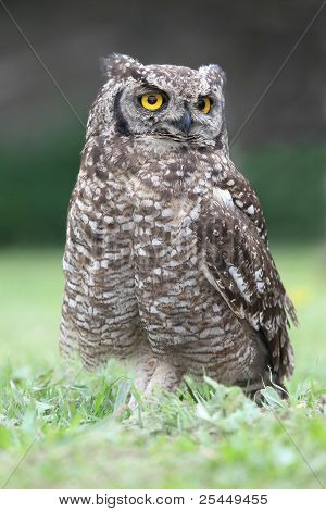 Plettet stor hornugle