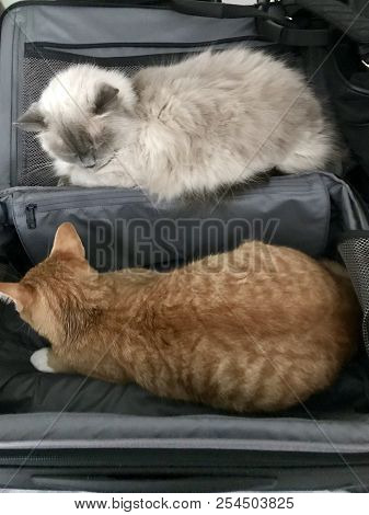 This Suitcase Is Full Of Furry Cats