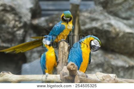 Macore Bird Sleeping On Branch In Animal Zoo Forest.