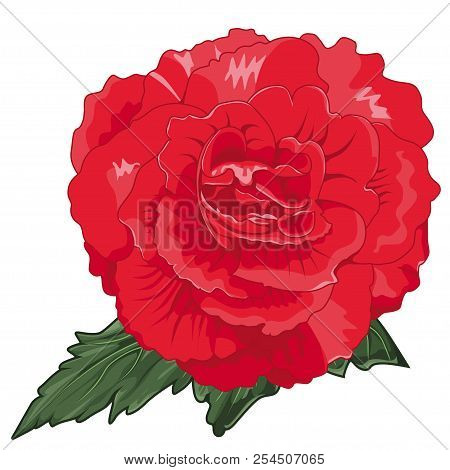 Red Begonia X Tuberhybrida Blossoms. Stock Illustration. Isolated Image On White Background. Symbol 