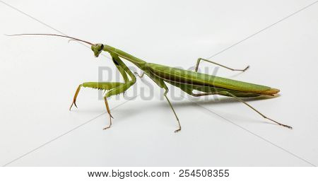 A Small Green Mantis On A Light Background