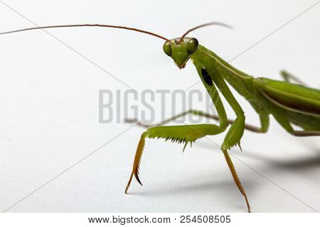 A Small Green Mantis On A Light Background