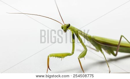 A Small Green Mantis On A Light Background