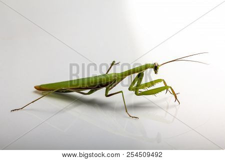 A Small Green Mantis On A Light Background