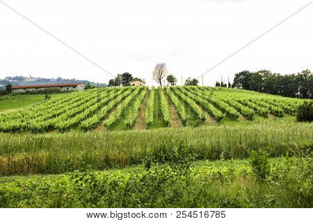 Merlot And Sangiovese Vineyard In The Italian Countryside. Umbria, Italy