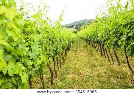 Merlot And Sangiovese Vineyard In The Italian Countryside. Umbria, Italy