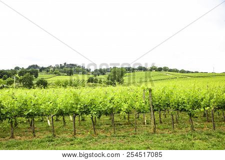Merlot And Sangiovese Vineyard In The Italian Countryside. Umbria, Italy