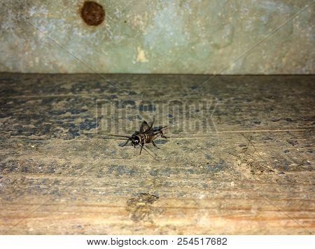 A Close Up Of Black Cricket On Wood Desk Ukraine