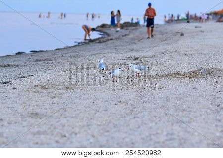 Gulls On The Beach. A Seagull Bird Is Walking On The Beach. Many Gulls Walk Along The Sand On The Be