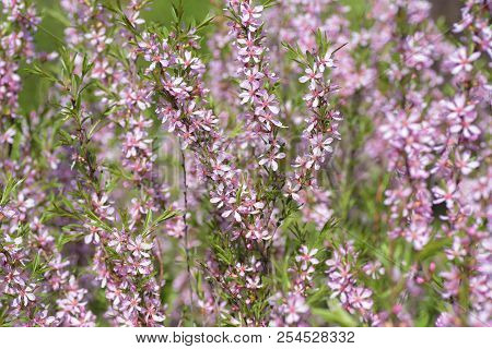 Blooming Steppe Almond (prunus Tenella). Natural Plant Background With Pink Flowers.