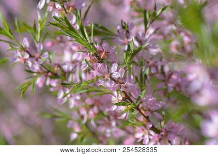 Blooming Steppe Almond (prunus Tenella). Natural Plant Background With Pink Flowers.