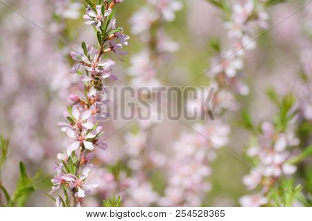 Blooming Steppe Almond (prunus Tenella). Natural Plant Background With Pink Flowers.