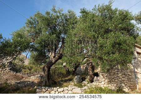 LUN, CROATIA - AUGUST 06: Old olive garden in Lun, Island of Pag, Croatia, on August 06, 2016.