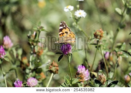 Сolorful Butterfly - Painted Lady. Orange Butterfly With Black And White Spots Collects Nectar From 