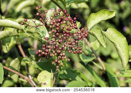 Bunch Of Maturing Dwarf Elder Berries. Danewort Berries (sambucus Ebulus)
