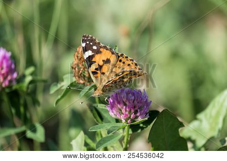 Butterfly Painted Lady Collects Nectar From A Clover Flower (vanessa Cardui)