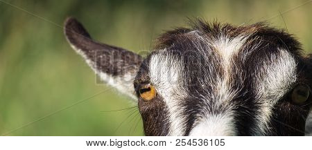 Eyes And Part Of The Head Of A Domestic Goat (capra Aegagrus Hircus)