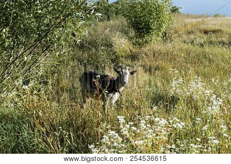 Horned Goat Grazes On A Meadow (capra Aegagrus Hircus)