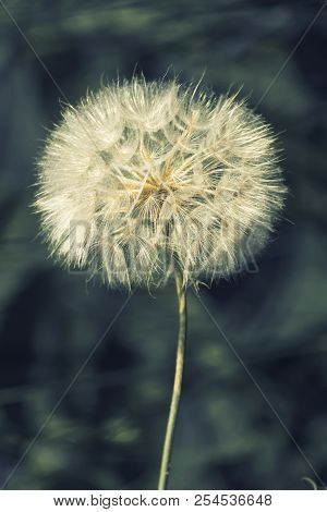 Large Fluffy White Faded Flower Of Meadow Salsify (tragopogon Pratensis)