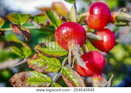 Macro Photo Of A Red Rose Hips Closeup On A Background Of Leaves