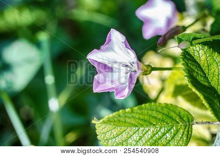 Macro Photo Of Lilac Garden Flowers On A Branch Among Similar Flowers Close-up