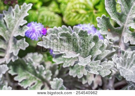 Macro Photo Of The Leaves Of A Plant Of Silvery Close-up With Villi And Glitter