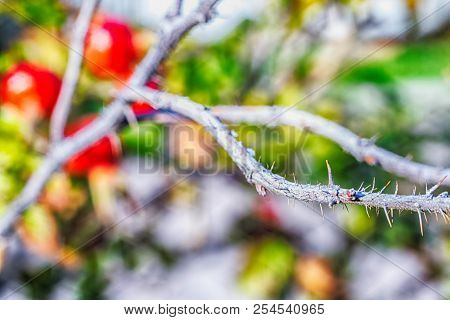 Macro Photo Of A Red Rose Hips Closeup On A Background Of Leaves