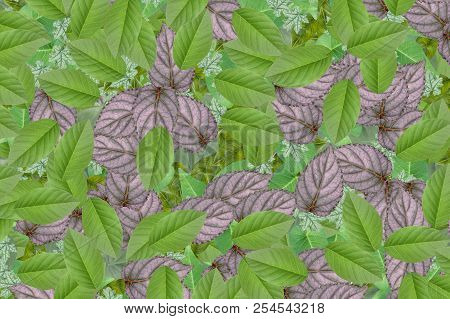 Close Up Fresh Hemigraphis Alternata Leaves Pattern Background
