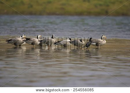 The Bar-headed Goose, Anser Indicus Is A Goose. Chambal River, Rajasthan, India.