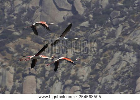 The Greater Flamingo, Phoenicopterus Roseus, Jawai Bundh Dam, Rajasthan, India