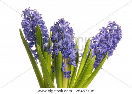 Fiori viola bagnati