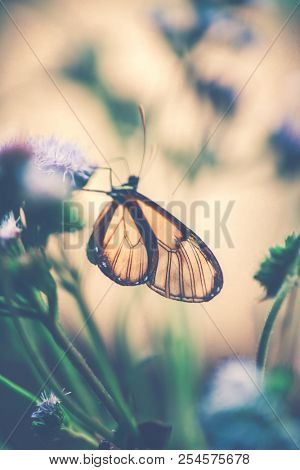 Vintage style photo of a glasswinged butterfly on the purple flower, little beautiful insect with amazing wings, majestic nature of Costa Rica, Central America