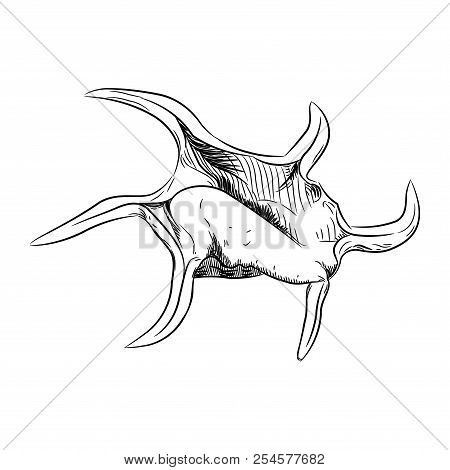 Unique Sea Shells Harpago Is A Genus Of Sea Snails Shell, Marine Gastropod Mollusks In The Family St
