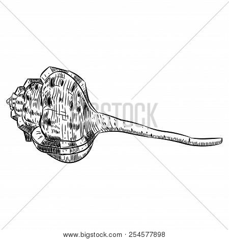 Haustellum Is A Species Of Sea Snail Shell, A Marine Gastropod Mollusk In The Family Muricidae. Sket