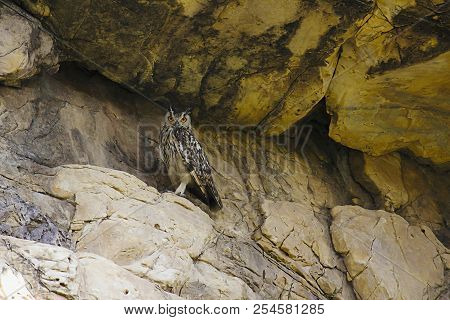 Indian Eagle Owl, Bubo Bengalensis. Bera, Rajasthan, India