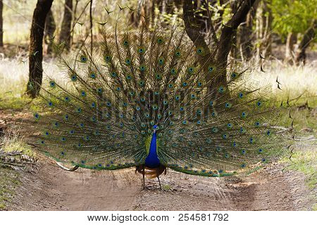 The Indian Peafowl, Pavo Cristatus, Ranthambhore Tiger Reserve, Rajasthan, India