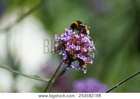 Purple Flowers And Bumblebee. Front View, Outdoor, Of Day And Without Character.