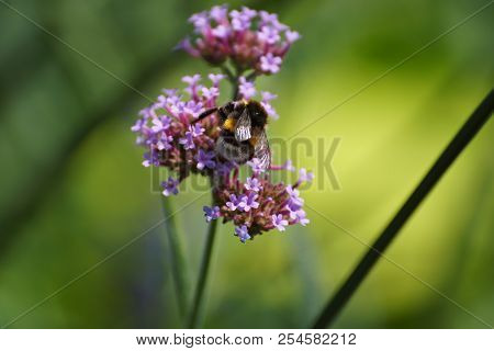 Purple flowers and bumblebee. Front view, outdoor, of day and without character.