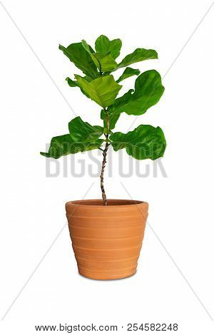 Potted Ficus Larata Or Fiddle Leaf Fig Tree In Pot Isolated On White Backgrongd.