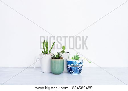 Collection Of Various Cactus And Succulent Plants In Different Pots.